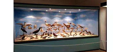 Museo Luigi Paolucci