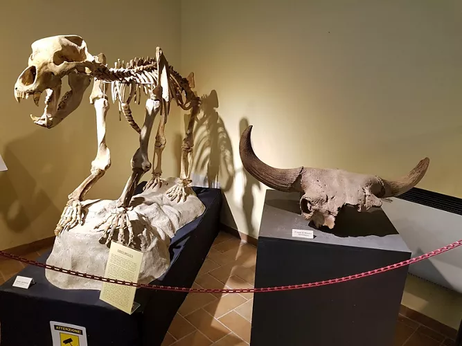 Fondazione Oppelide - Museo di Storia Naturale