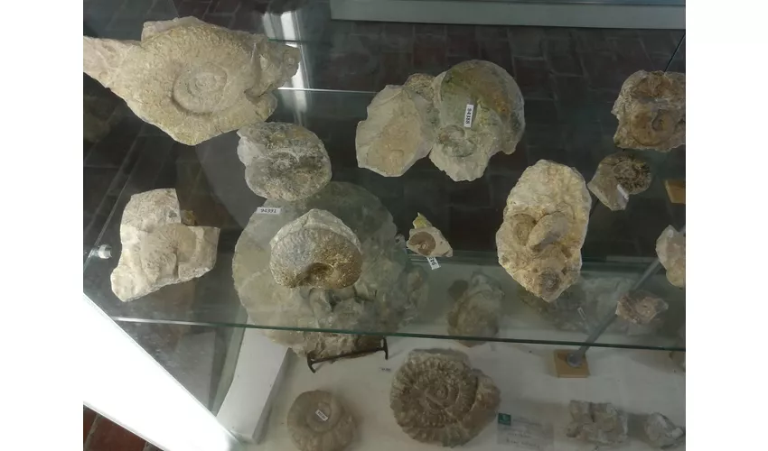 Musée des fossiles et des minéraux du Monte Nerone