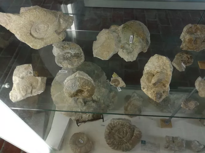Museo dei Fossili e Minerali del Monte Nerone