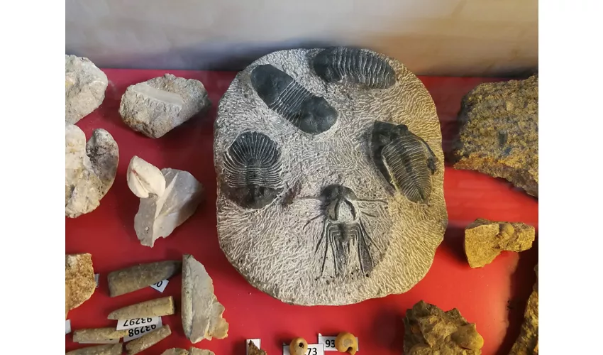 Musée des fossiles et des minéraux du Monte Nerone