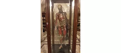 ​Museo di Anatomia Umana Luigi Rolando