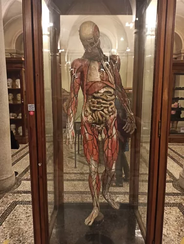 ​Museo di Anatomia Umana Luigi Rolando