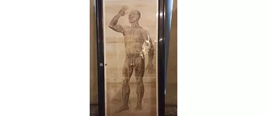 ​Museo di Anatomia Umana Luigi Rolando