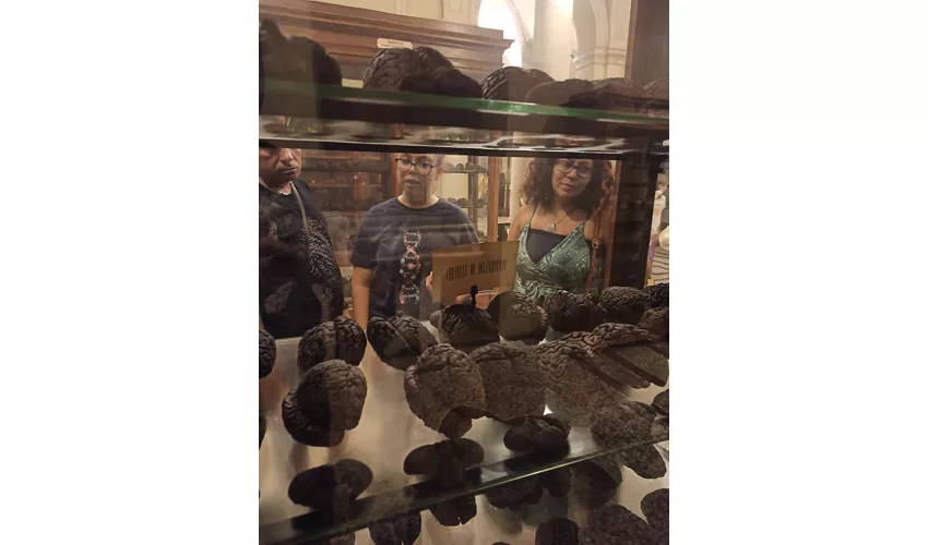 ​Museo di Anatomia Umana Luigi Rolando