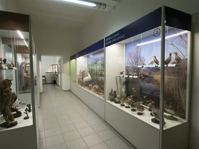 Museo Ornitologico Luigi Scanagatta