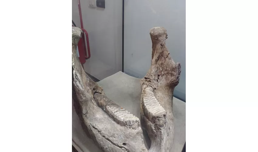 Archäologisches Museum von Tolero