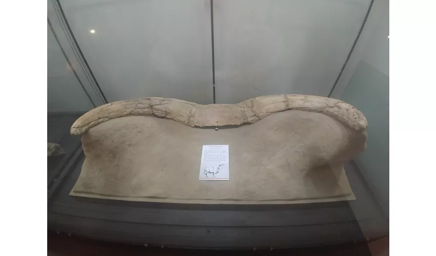 Archäologisches Museum von Tolero