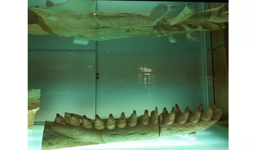 Museo dell'Ambiente