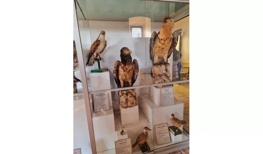 Museo Civico Ornitologico Gustavo Adolfo Carlotto