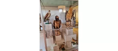 Museo Civico Ornitologico Gustavo Adolfo Carlotto
