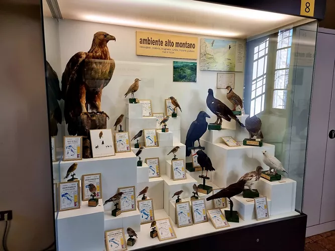 Museo Civico Ornitologico Gustavo Adolfo Carlotto