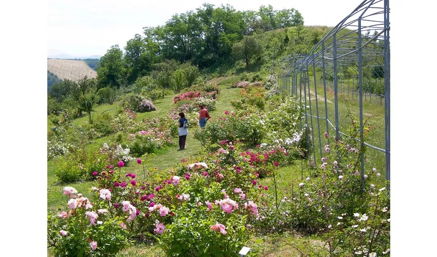 Museo Giardino della Rosa Antica