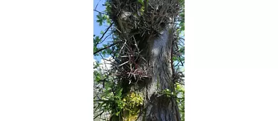 Orto Botanico “G. Emilio Ghirardi”