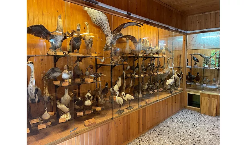 Naturmuseum der Foresta Umbra