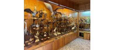 Museo Naturalistico della Foresta Umbra