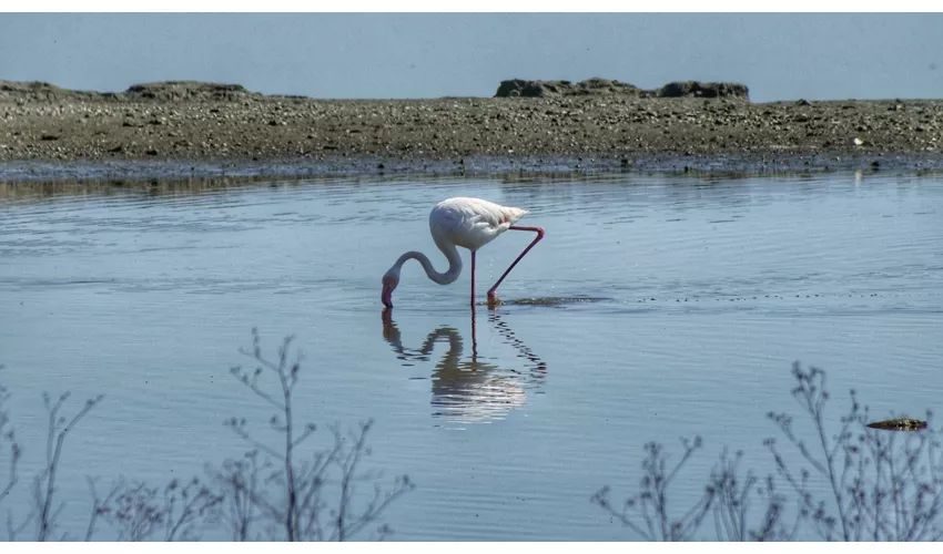 Ecomuseo delle Valli di Comacchio