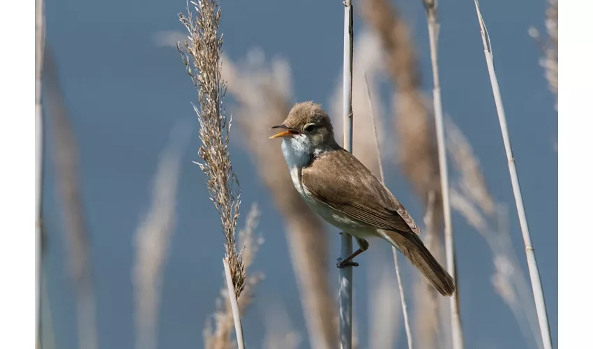Ökomuseum der Valli di Comacchio
