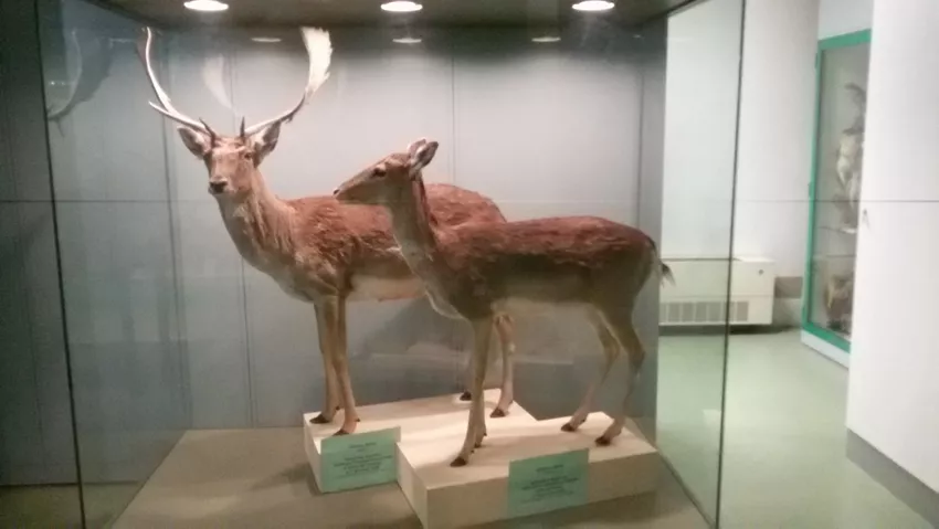 Museo Civico di Scienze Naturali Malmerendi