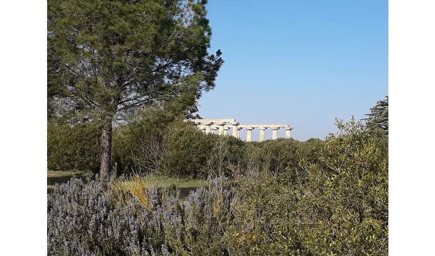 Tempio di Hera / Tavole Palatine