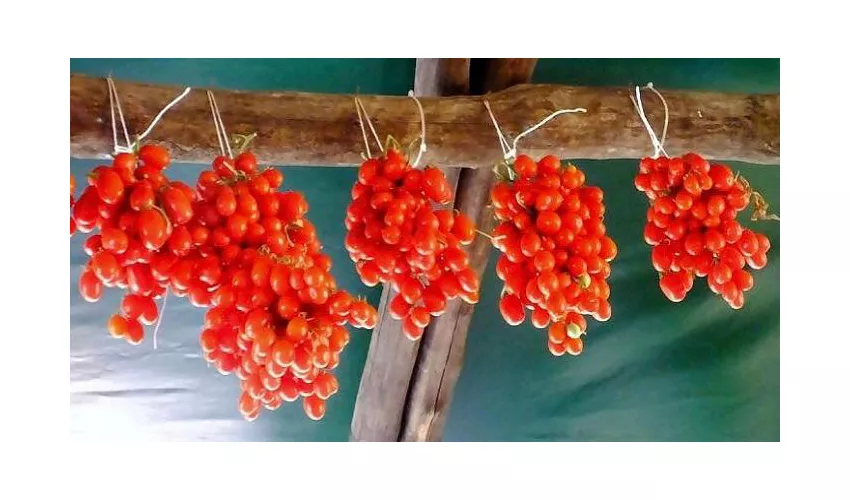 Agriturismo Il Vigneto - Società Agricola