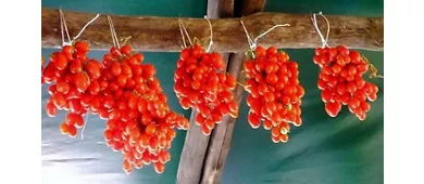 Agriturismo Il Vigneto - Società Agricola