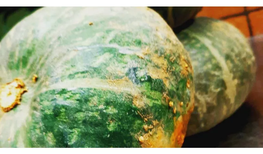 Fuori Di Zucca
