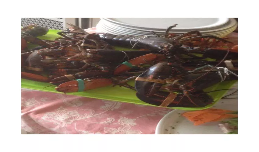 Ristorante Pizzeria Le Camelie