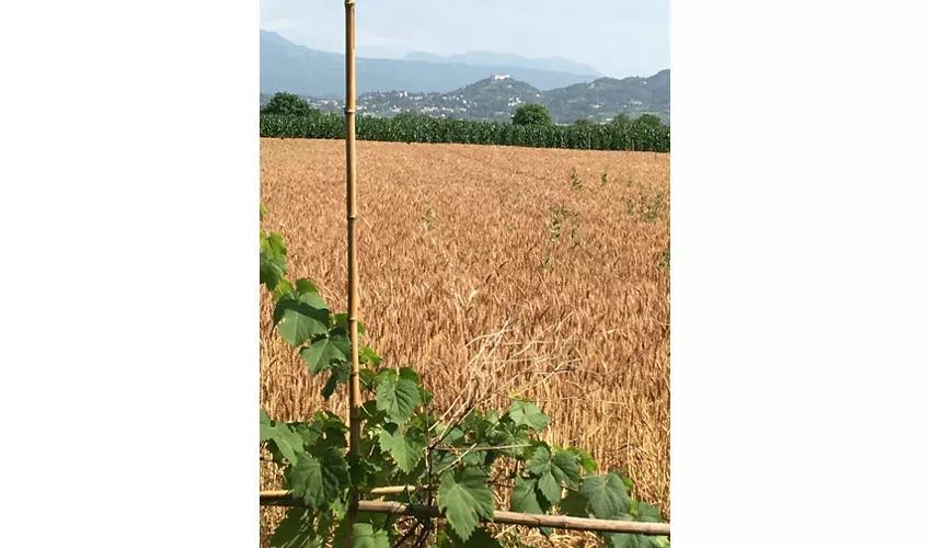 Pizzeria da Asporto da Giò e Fede