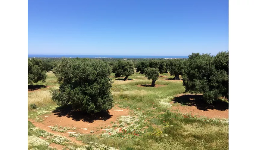 Masseria Capece