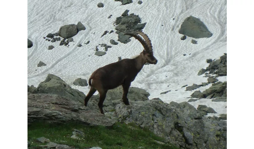 Guida escursionistica ambientale della Regione Piemonte