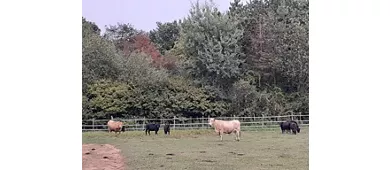 Agriturismo Il Tiglio