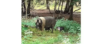Agriturismo Il Tiglio