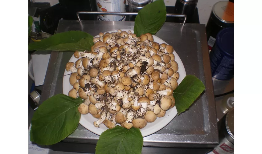 Fatto a mano la Cucineria del Caffe' Torino