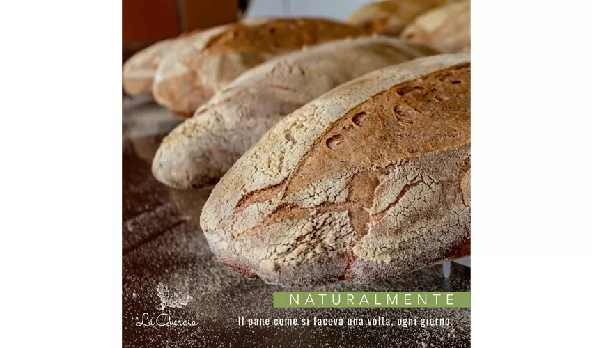 Ristorante Pizzeria La Quercia
