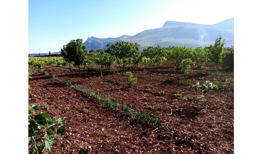 Agriturismo Castelluzzo Azienda Agricola Biologica