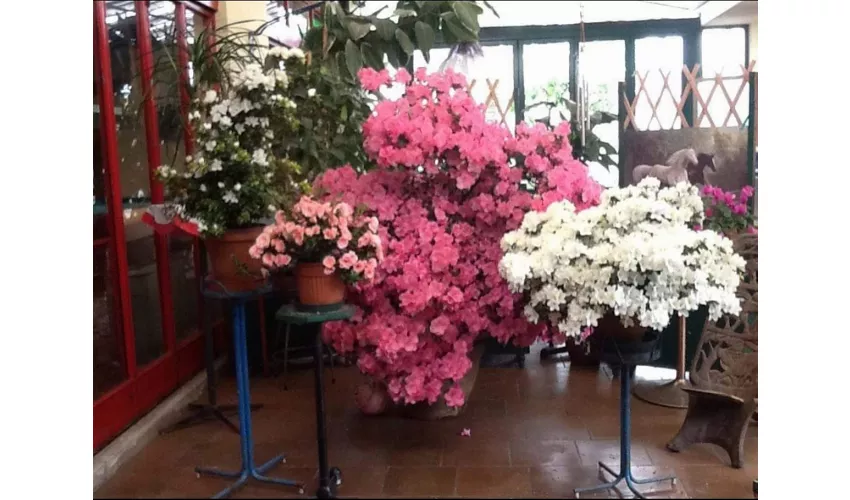 OSTERIA DEL FRATE