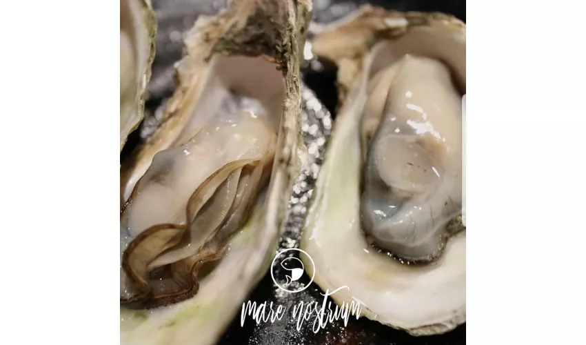 MARE NOSTRUM Seafood