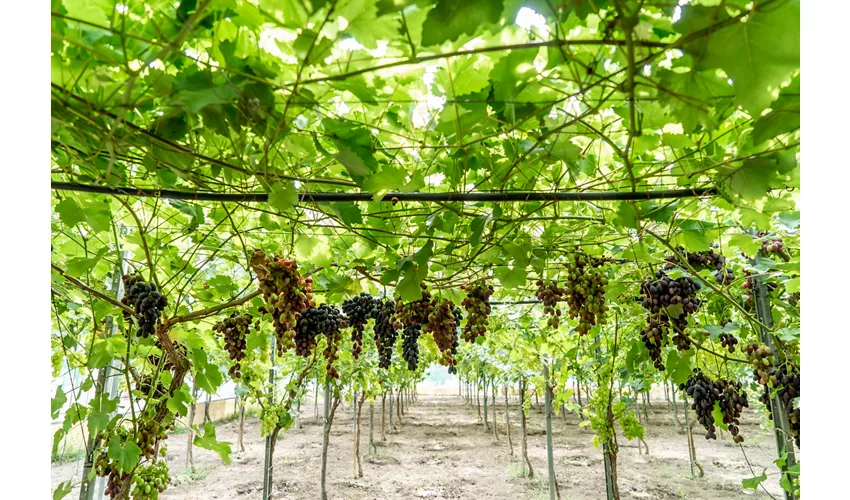 Agriturismo La Vignazza