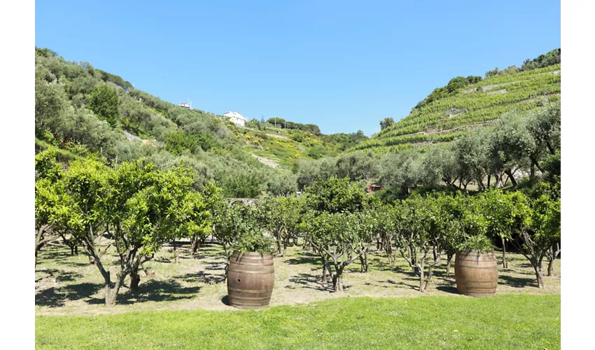 Agriturismo - Ristorante Buranco