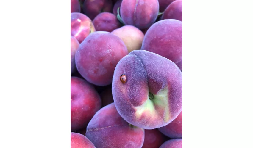 Azienda Agricola Fugolo Gianluca