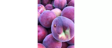 Azienda Agricola Fugolo Gianluca