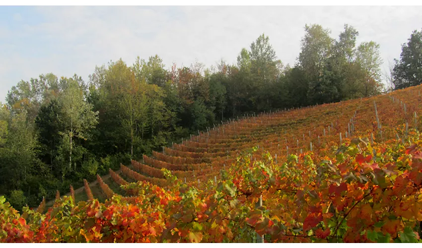 Vigneto Rossa