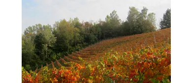 Vigneto Rossa