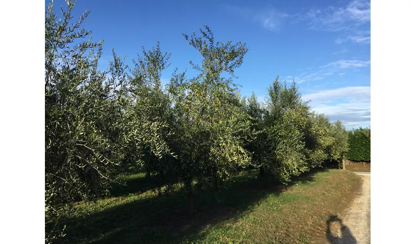Agriturismo B&B Casale degli Ulivi
