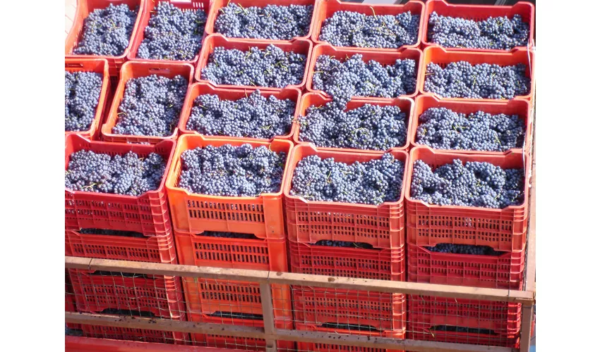 Azienda Vitivinicola e Agriturismo Enrico Crola 