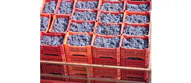 Azienda Vitivinicola e Agriturismo Enrico Crola 