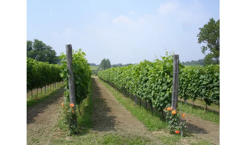 Azienda Vitivinicola e Agriturismo Enrico Crola 