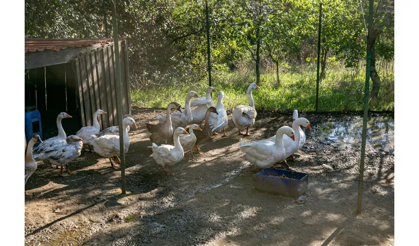 Agriturismo Il Casale delle Ginestre