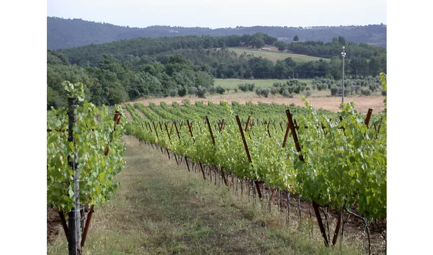 Podere Riparbella